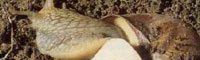 Guida all'allevamento di lumache da gastronomia